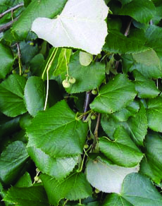 Silver linden leaves