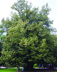 Tilia tomentosa