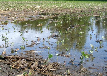 Soybeans flood damage