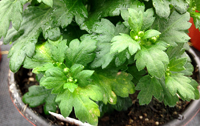 Blotchy chlorosis on mum.