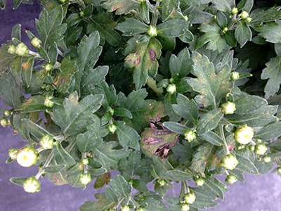 Angular necrosis of leaves.