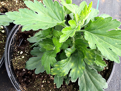 Chlorotic blotching on leaves.