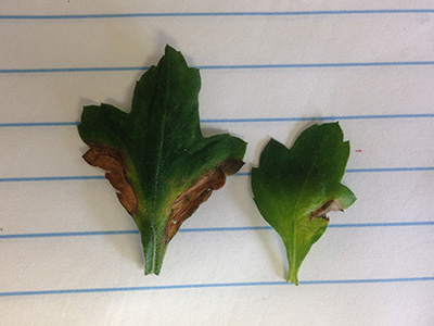 Angular marginal necrosis and yellow rings on leaves.