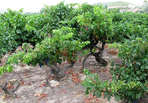 Tempranillo vines