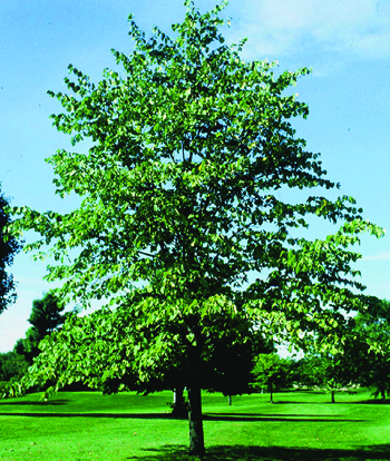 Tilia americana