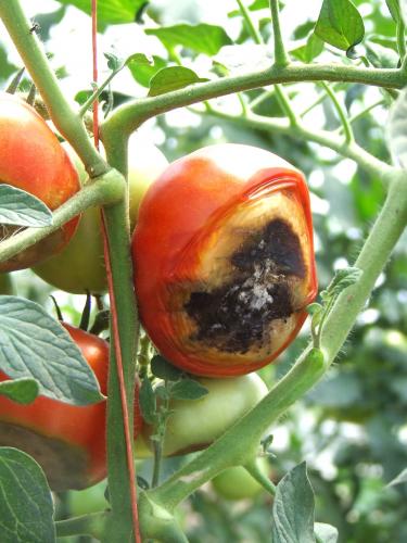 Tomato Blossom End Rot