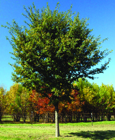 Triumph hybrid elm