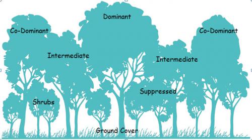 A cross-section of the forest reveals its vertical forest structure. Graphic: Baughman et al., Woodland Stewardship.