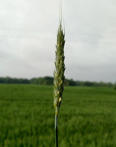 Photo of wheat