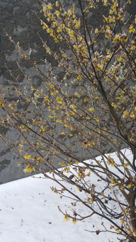 Hardy witch hazel  