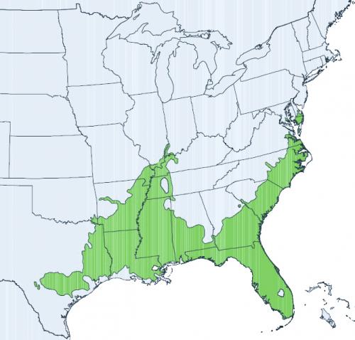 Baldcypress range