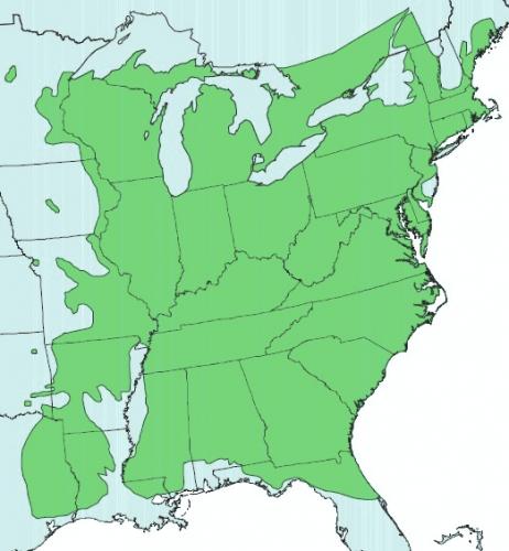 Carpinus range