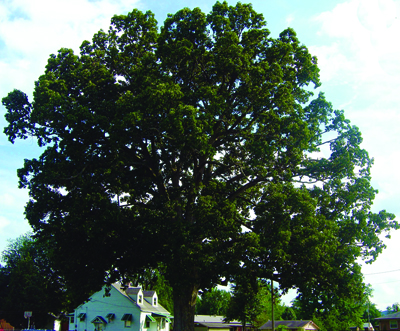 Chinkapin Oak