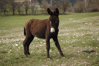 This pasture is overgrazed and provides very little nutrition.