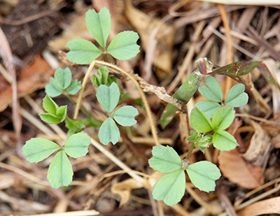 Early regrowth alfalfa.