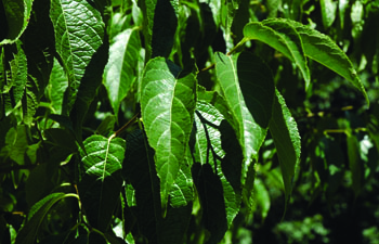 eucommia ulmoides leaves