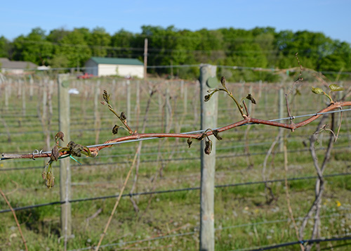 Freeze injury on Frontenac grapes