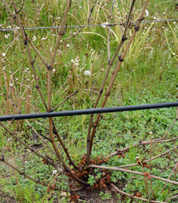 Freeze injury to vinifera grapes