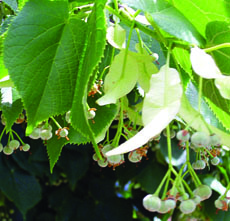 Little-leaf Linden fruit