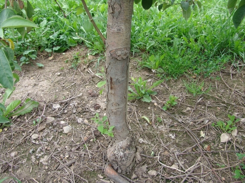 Mac dieback 1 Mac dieback 1