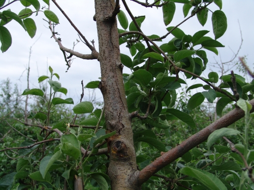 Dieback Dieback