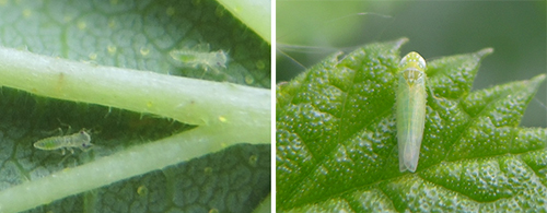 Potato leaf hopper