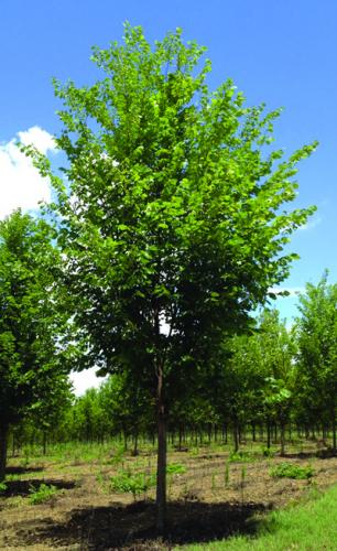 American Elm at Scenic Hills