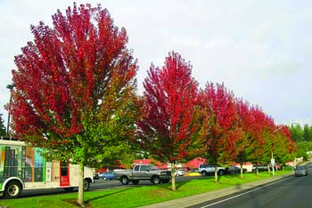 "Autumn Blaze" Freeman Maple