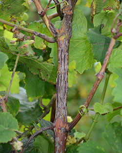 Hail damage on cane