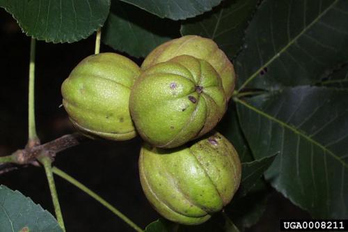 Hickory Nut