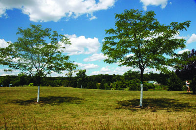 Skyline Honeylocust trees