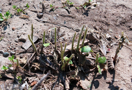 Hail damage to soybeans