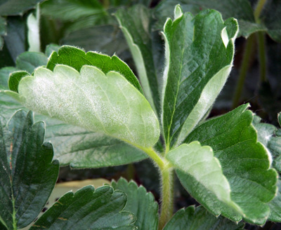 strawberry powdery mildew