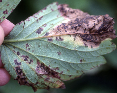 strawberry angular leaf spot