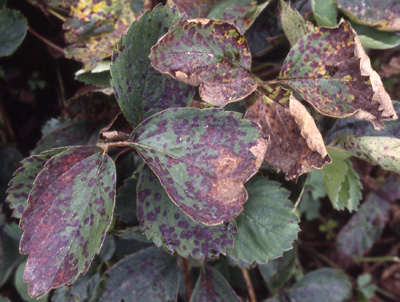 strawberry leaf scorch