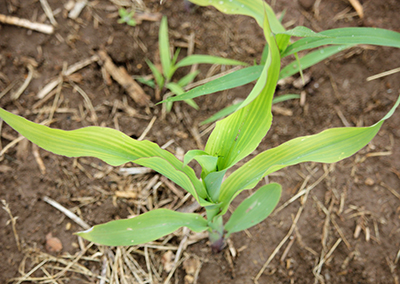 Stripped corn sprouting out of ground.