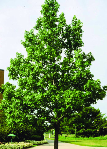 sweetgum