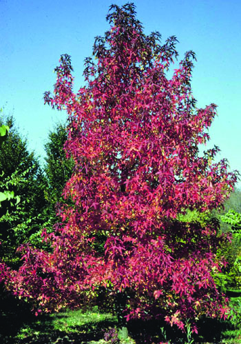 Liquidambar styraciflua