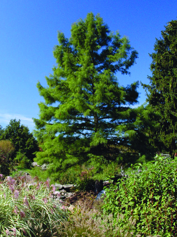 Taxodium distichum