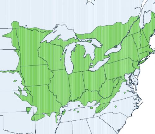 tilia americana range