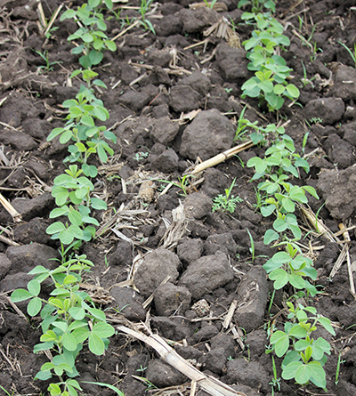 Soybean stand.