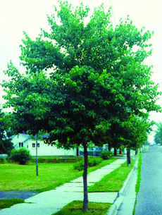 Trident Maple