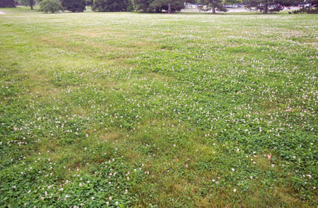 White clover in turf