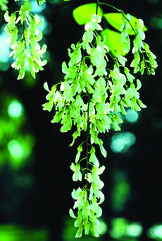 Yellowwood foliage