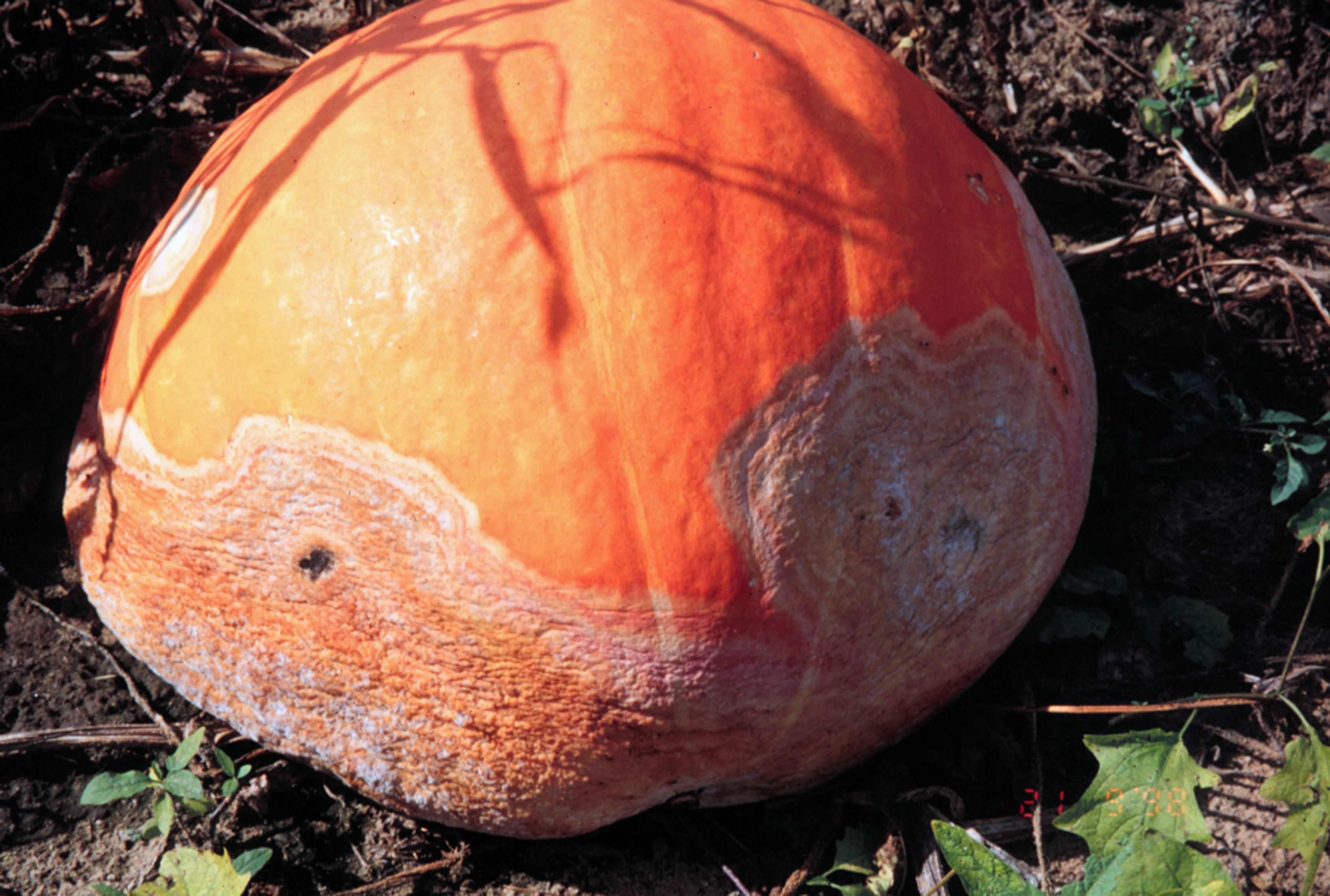 Phytophthora on pumpkin