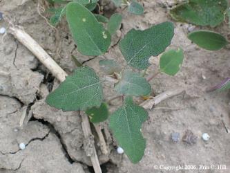 CommonLambsquarterSeedling