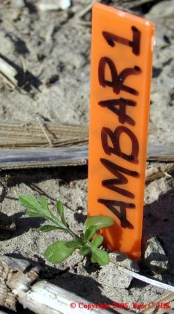 CommonragweedSeedling