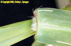 Fall-panicum-ligule-Christy-Sprague