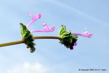 Henbit-May-1-2009-005