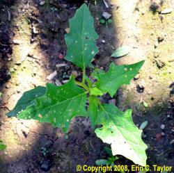 Jimsonweed-Erin-Taylor